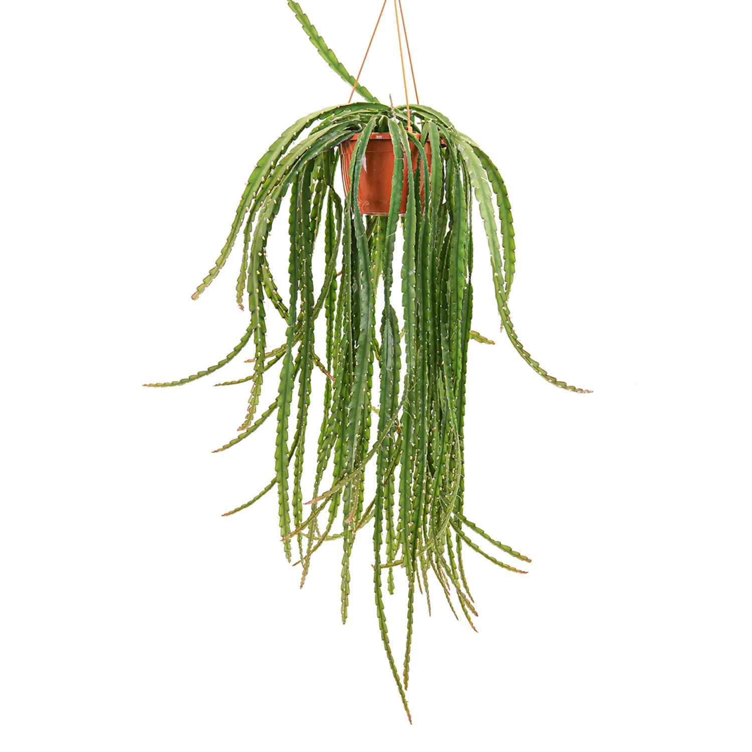 Zdjęcie produktu Kaktus Lepismium Bolivianum 70 cm Ø21 cm