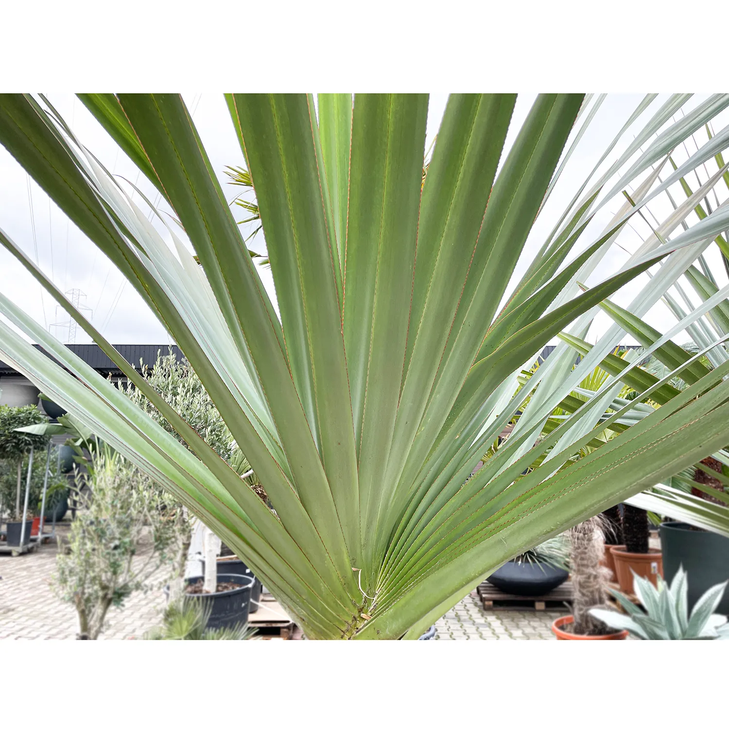 Zdjęcie produktu PANDANUS UTILIS 260-300 cm Ø70 cm