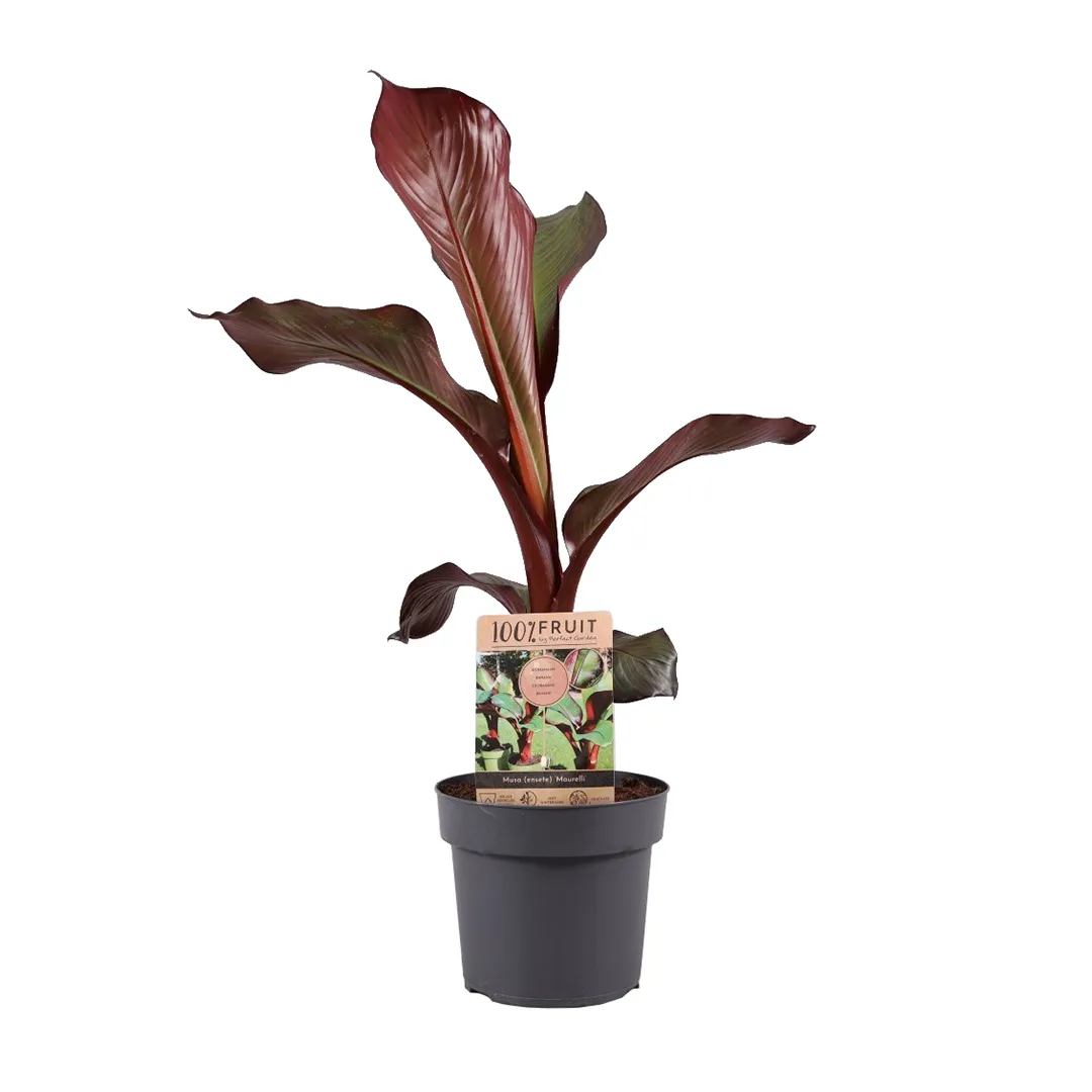 Zdjęcie produktu BANANOWIEC MUSA ENSETE MAURELLI 60 cm Ø21 cm