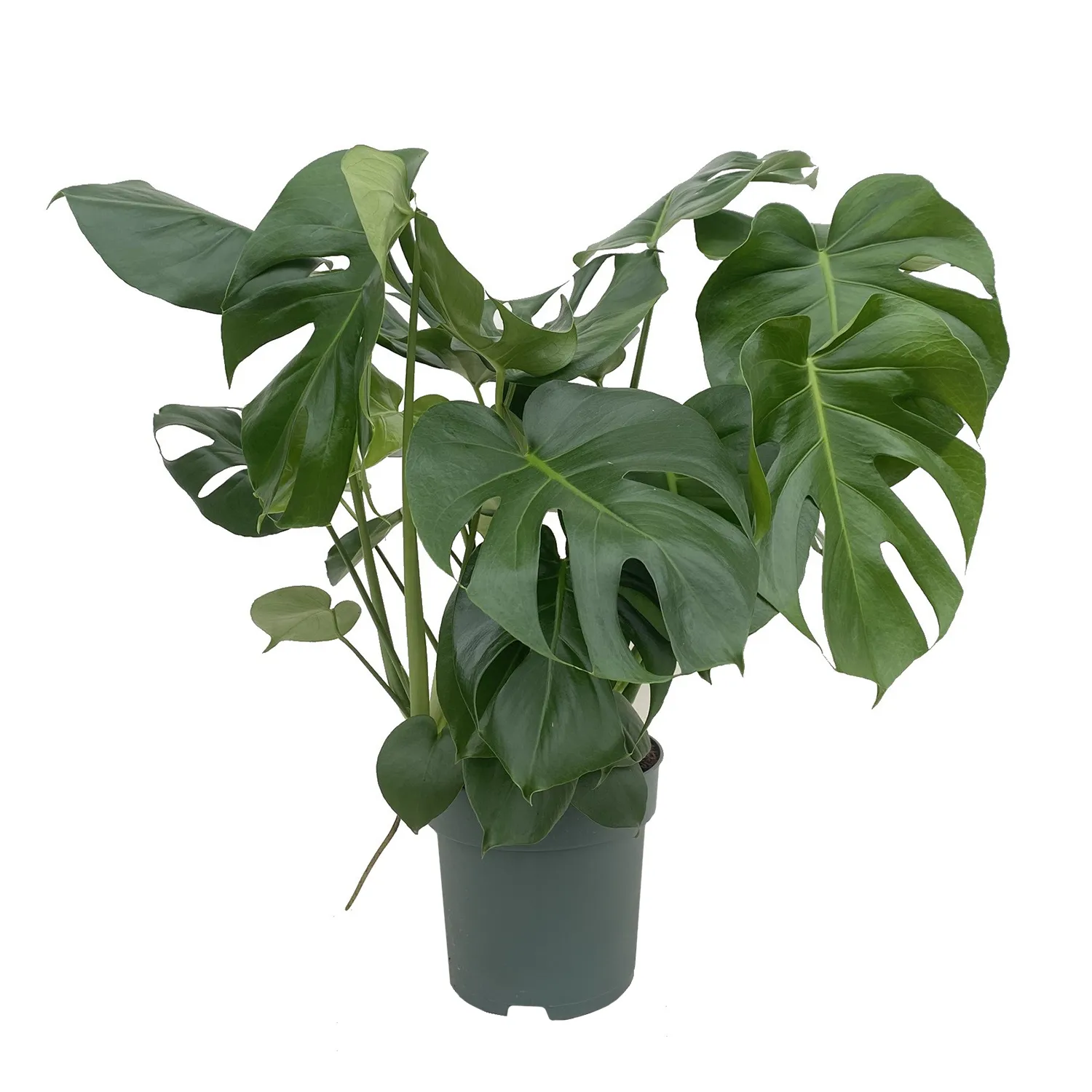 Zdjęcie produktu MONSTERA DELICIOSA DZIURAWA 80 cm Ø24 cm