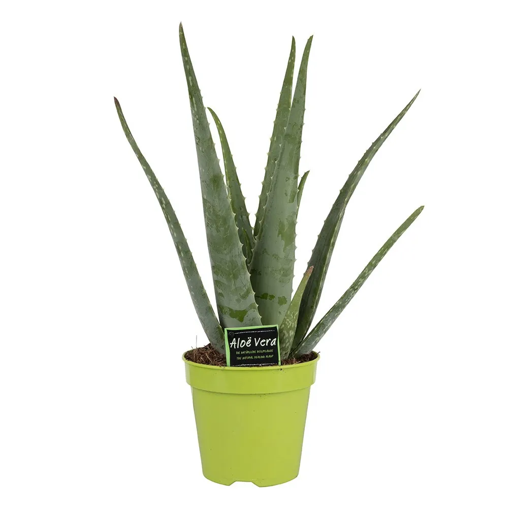Zdjęcie produktu Aloe vera / Aloes zwyczajny 50 cm Ø15 cm