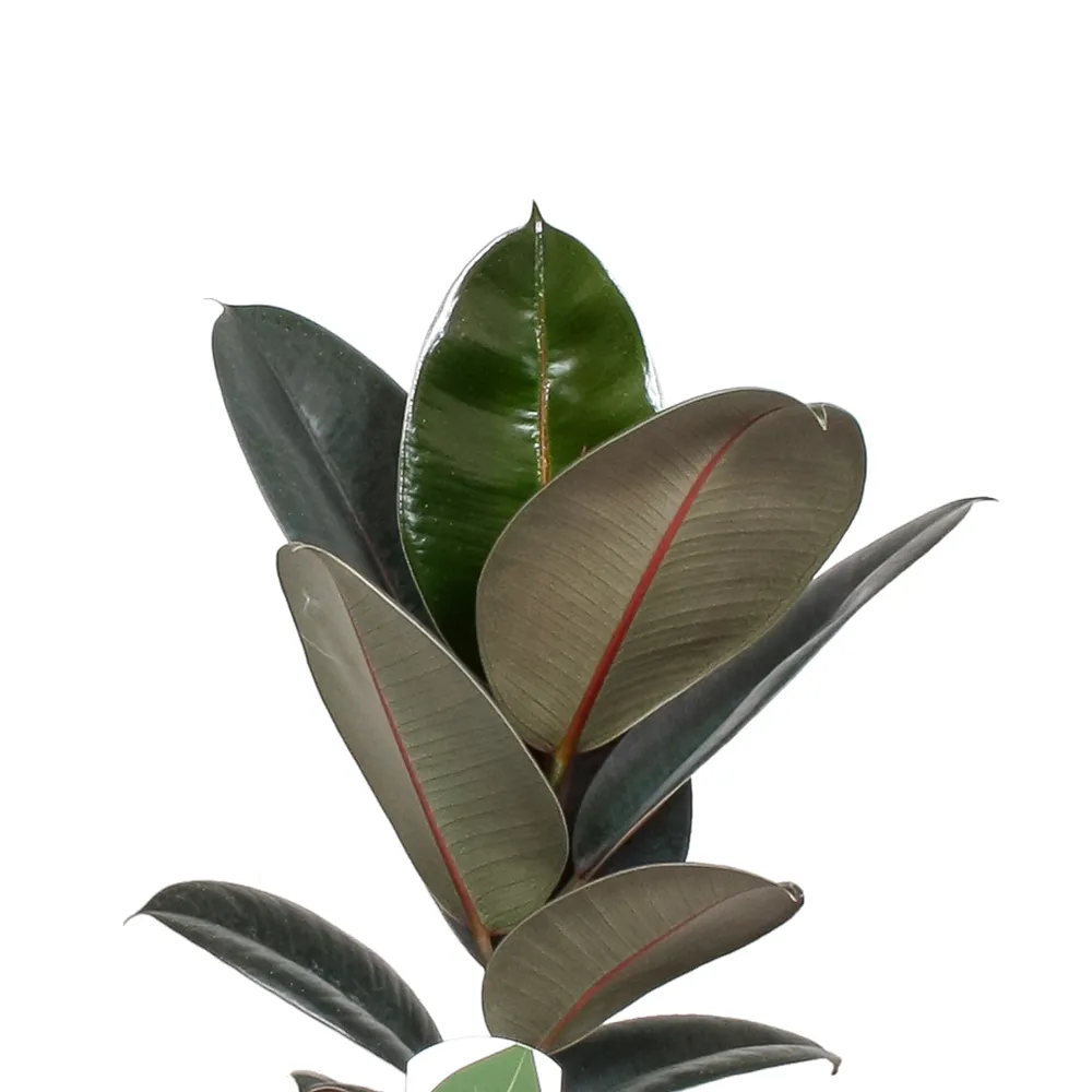 Ficus elastica ‘abidjan’ figowiec sprężysty 60 cm ø17 cm