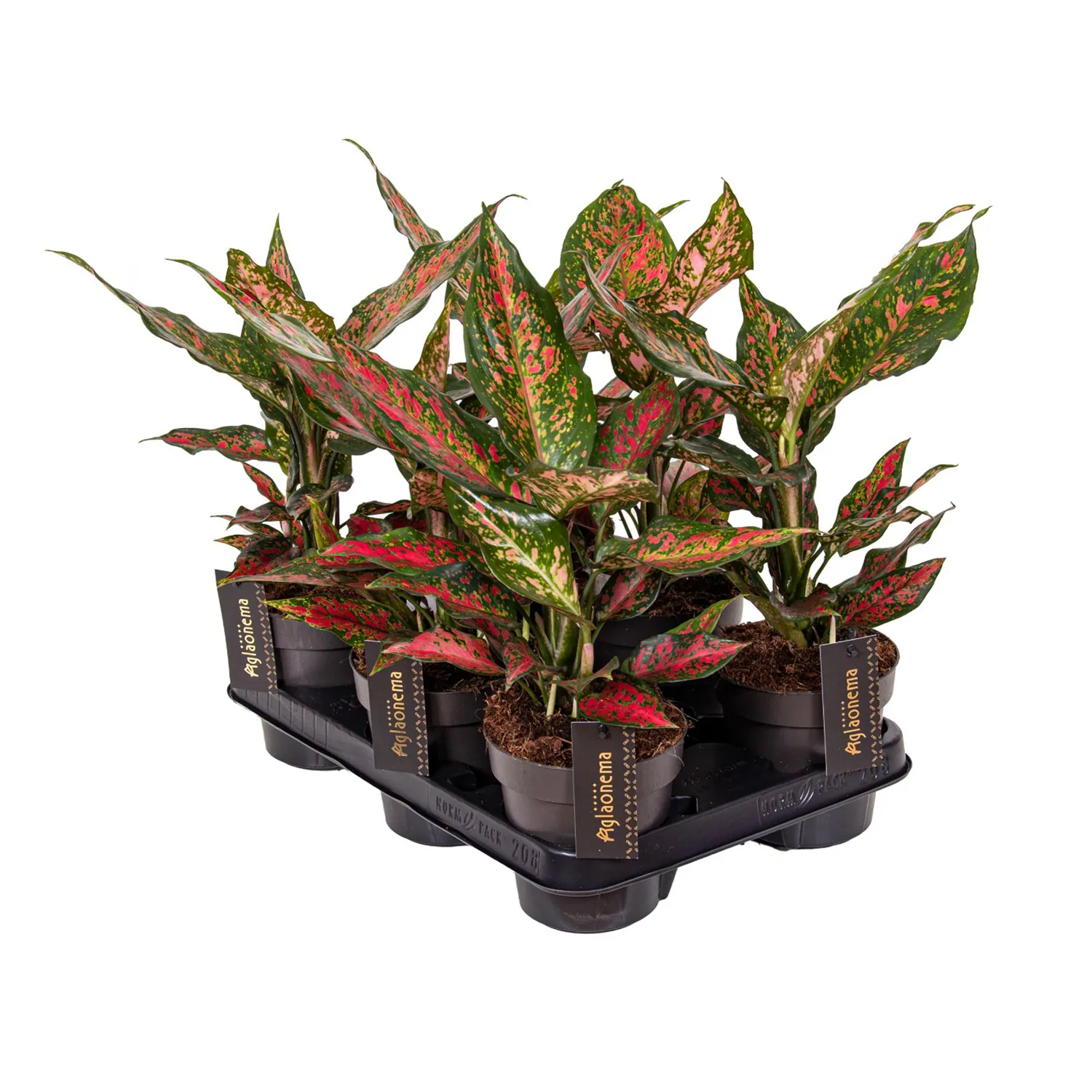 Zdjęcie produktu AGLAONEMA 'STRAWBERRY BABY' 30 cm Ø12 cm