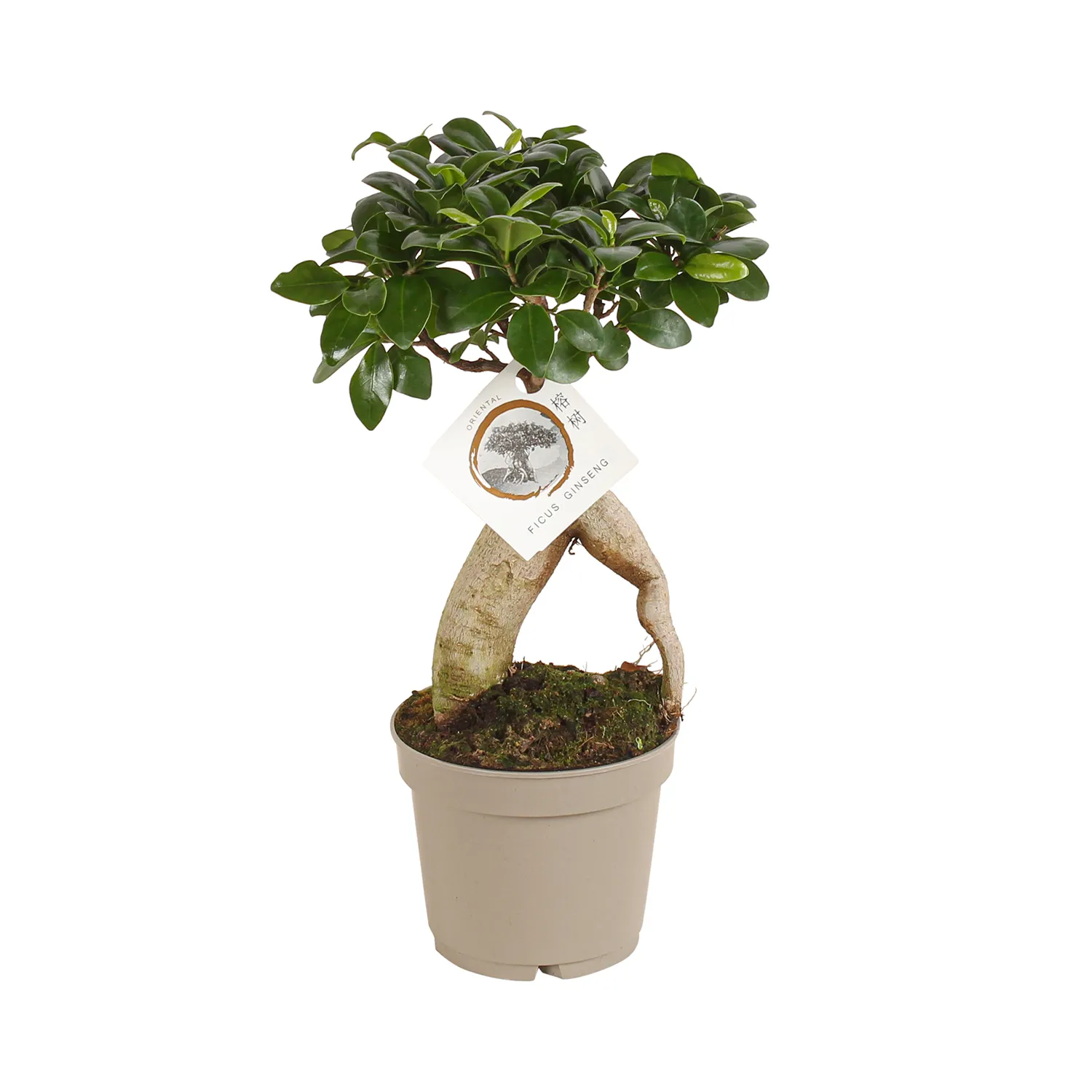 Zdjęcie produktu Ficus Figowiec Microcarpa 'Ginseng' 35 cm Ø12 cm